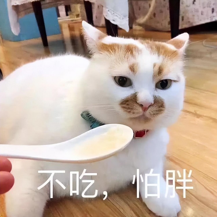 猫过着“非常幸福”的生活，会有这些迹象，是装不出来的！