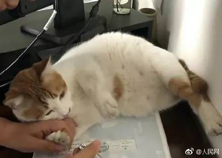 流浪猫小黄因擅长捕鼠升职加薪成为公务猫！