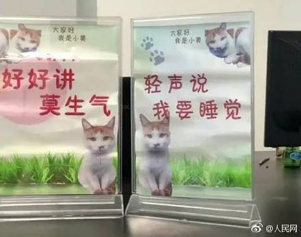 流浪猫小黄因擅长捕鼠升职加薪成为公务猫！