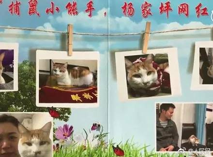 流浪猫小黄因擅长捕鼠升职加薪成为公务猫！