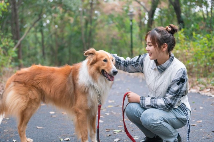 盘点养狗最不健康的饮食方式，中国宠主默默中了不少枪