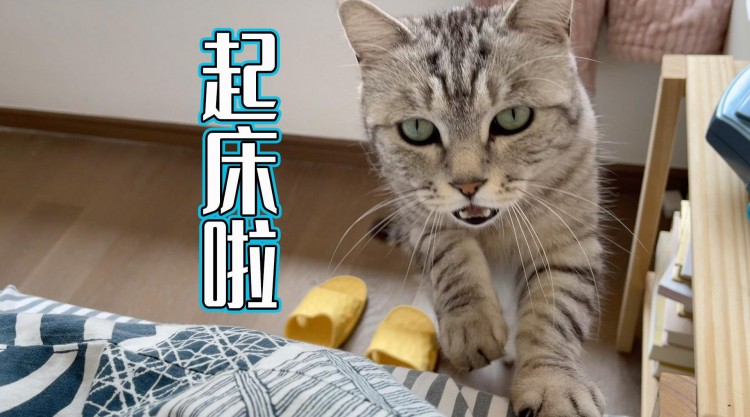 养猫久了才知道猫咪一大早叫你起床是想告诉你这些事！