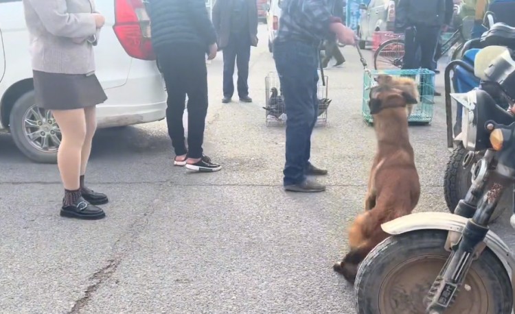 河南：马犬紧抱主人不松开可还是难逃被卖网友：可怜一条好狗