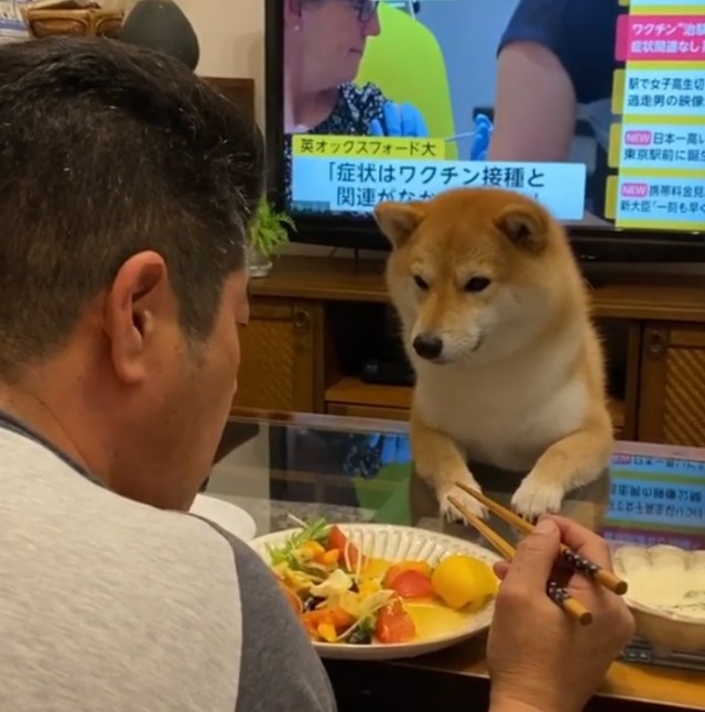 主人吃饭被“饿势力”盯着，但狗狗等到睡着都吃不到一口