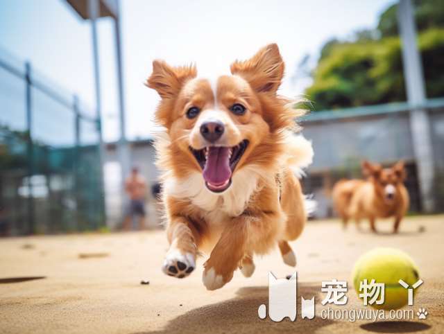 罗威纳犬嗅觉怎样？